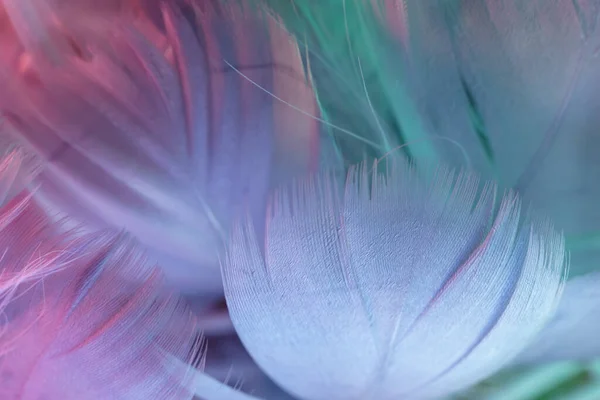 Fondo Plumas Textura Exótica Cerca Gris Patrón Plumas Azules Para — Foto de Stock