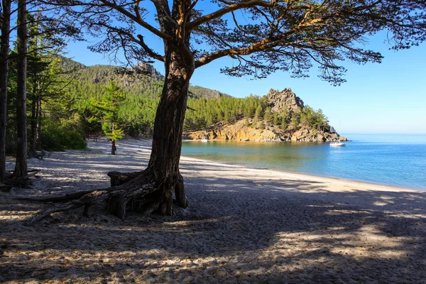 松树在沙滩上 — 图库照片
