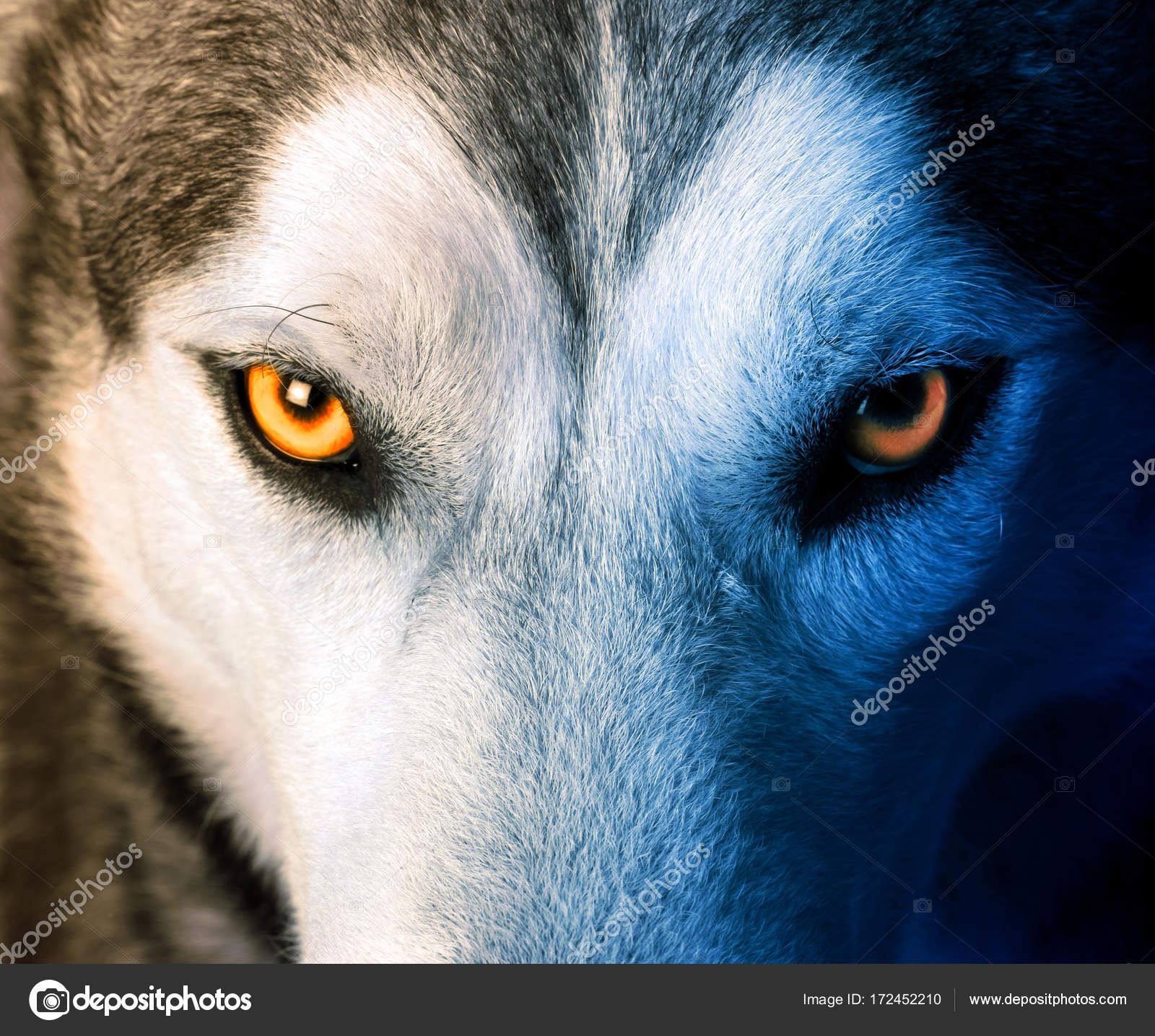 Mystic charm of the wolf Stock Photo by ©sbelov 172452210