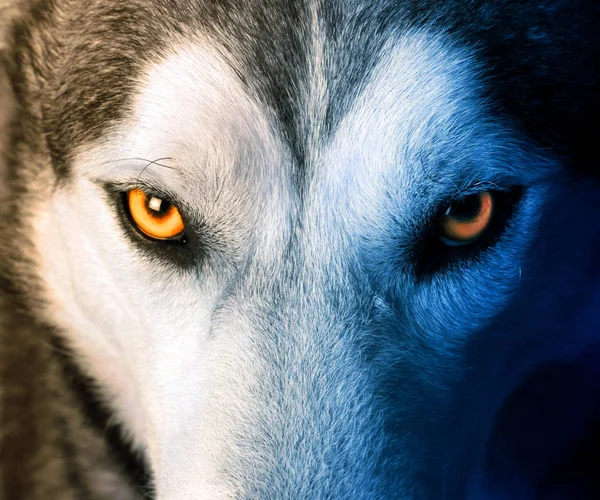 Mystic charm of the wolf — Stock Photo, Image