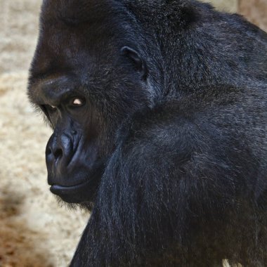 agresif gözleri goril