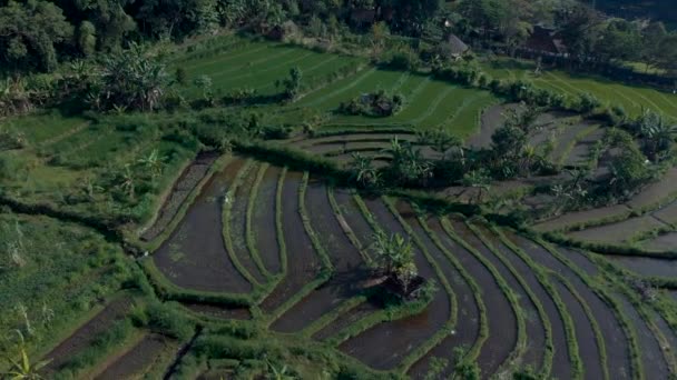 Filmagem Aérea Bela Paisagem Dos Campos Arroz Plantas Verdes Palmeiras — Vídeo de Stock