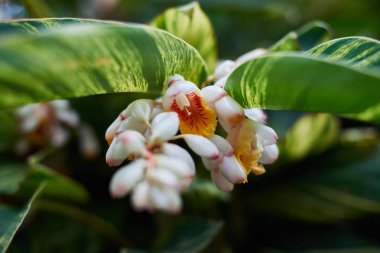 Çiçek açması Çinli güzel beyaz çiçek sarı ve kırmızı yaprakları yeşil yaprakları, Asya Çin Hong Kong tarafından çevrili
