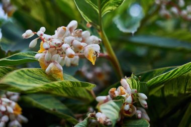 Çiçek açması Çinli güzel beyaz çiçek sarı ve kırmızı yaprakları yeşil yaprakları arı, Asya Çin Hong Kong ile çevrili