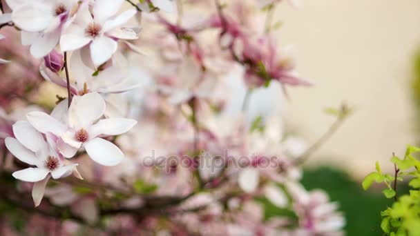 Bella bambina bacia il fiore Magnolia in giardino . — Video Stock