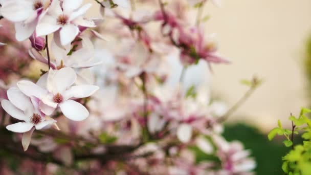 Jolie fille sentant les fleurs rose Magnolia dans le parc . — Video