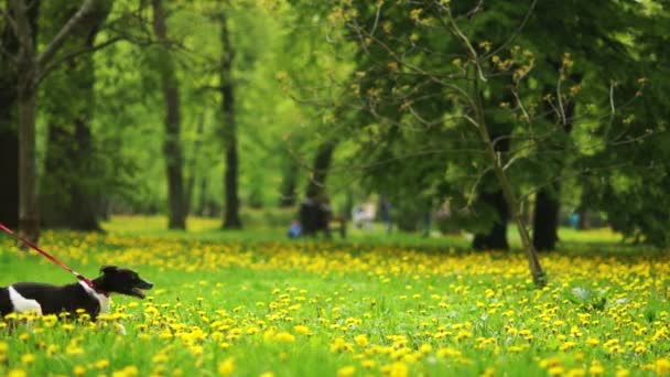 Barn vandrar i parken med en hund. — Stockvideo