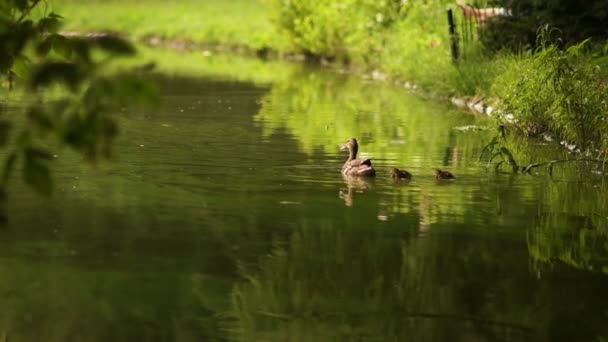 Pato com patinhos no passeio flutuando na água da lagoa. Harmonia da natureza — Vídeo de Stock
