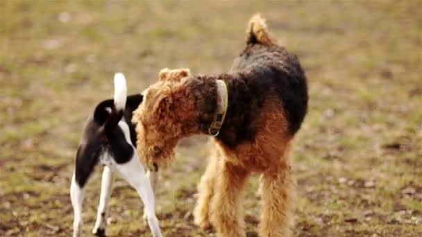 İki köpek sonbahar parkta oynuyorlar. Köpek kokusu. İrlandalı Terrier ve siyah ve beyaz köpek — Stok video