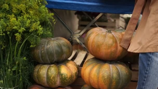 Close-up, a woman buys a large pumpkin at the bazaar. Autumn harvest preparing for halloween — Stock Video