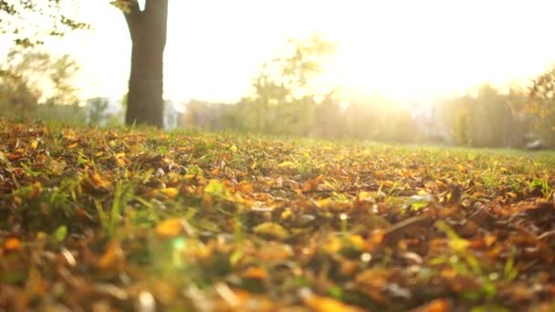 Zwei Mädchen spazieren im herbstlichen Park entlang des heruntergefallenen gelben Laubes vor dem Hintergrund von Sonnenlicht und Sonnenuntergang, in Großaufnahme. Herbstsaisonkonzept, indischer Sommer — Stockvideo