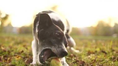 Sonbahar parkında siyah beyaz bir köpek elma kemiriyor. Hayvan istihkakı, aç sokak köpeği.
