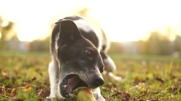 Ασπρόμαυρο κοπρόσκυλο δαγκώνει ένα μήλο σε ένα φθινοπωρινό πάρκο. Τροφή κατοικίδιων, πεινασμένο αδέσποτο σκυλί — Αρχείο Βίντεο