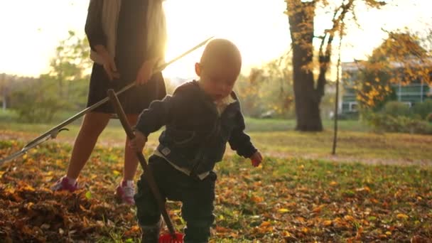 幼児の男の子は彼の姉が裏庭で落ちた葉をきれいにするのを助けます。兄弟姉妹、赤ん坊はバランスを保つことができませんでしたし、落ちた — ストック動画