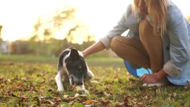 犬は散歩中にりんごをかじる。ホステスは近くに座って陽気に笑っています — ストック動画