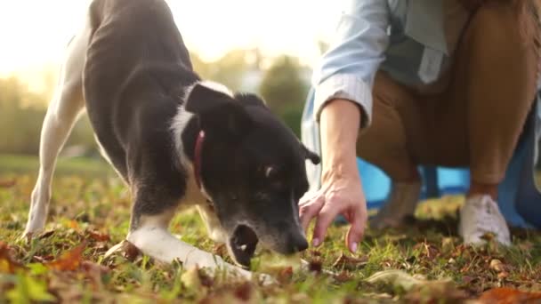 Perro hambriento blanco y negro en el parque de otoño mordisquea una manzana. Cuidado de mascotas, nutrición adecuada y medicina veterinaria. Retrato cerrado — Vídeo de stock