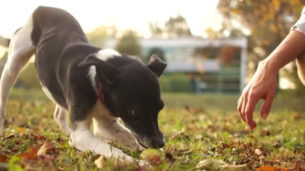 一个黑白杂种狗在公园散步时咬苹果的亲密画像。 女主人正试图从宠物身上拿走猎物. 有趣的视频 — 图库视频影像