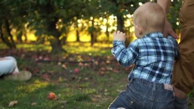 Bebek babasıyla elma bahçesinde yürür. Adam genç oğlunu destekliyor ve yükselmesine yardım ediyor. Mutlu aile, elma bahçesi, ilk adımlar
