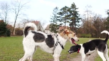 Tasmalı iki evcil köpek parkta birbirleriyle oynuyorlar. Köpek yürüyüşü