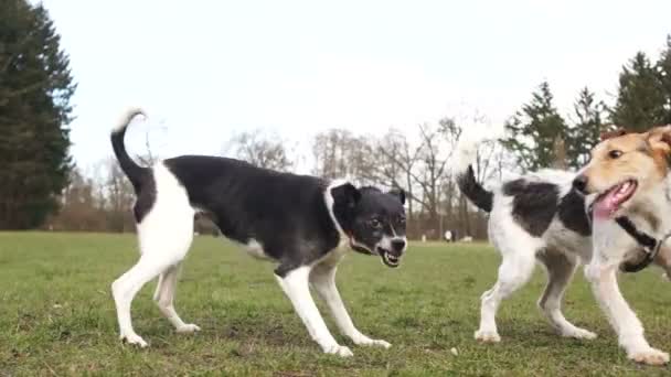 De boze hond jaagt de hond weg. Agressief gedrag van een hond. Huisdieren voor een wandeling, hondenwandeling in het park — Stockvideo
