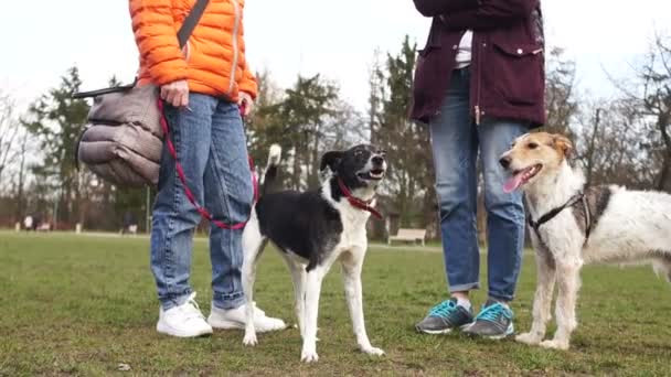 Parkta köpekleriyle yürüyüşe çıkan iki genç kız. Evcil hayvanlar, köpekle bahar yürüyüşü. — Stok video