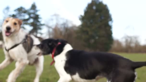 Evcil hayvanlar yürüyüşe çıkar, köpekler parkta yürür. Kızgın köpek köpeği uzaklaştırır. Evcil bir köpeğin saldırgan davranışı — Stok video