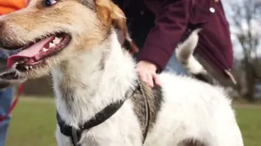 Metresiyle yürüyüşe çıkmış genç bir köpeğin yakın portresi. Tasmalı bir evcil hayvan, metresin eli köpeğin ceketini okşar, yakın plan.