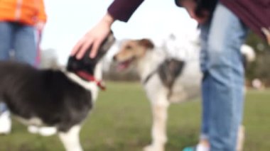 Kızlar bahar parkında köpeklerini gezdirirler. Yürüyüşe çıkmış hayvanlar. Saldırgan dişi köpek.