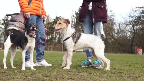 Aggressive Hündin greift jungen Rüden an Haustiere für einen Spaziergang im Park mit ihren Besitzern. Zwei Frauchen gehen mit Haushunden spazieren — Stockvideo