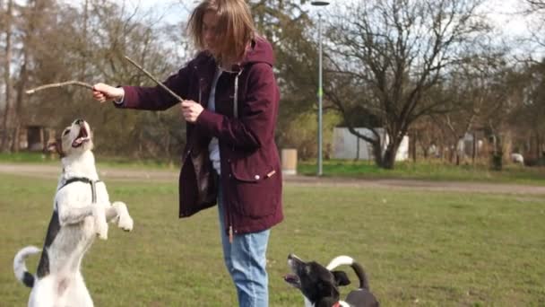 La jeune femme joue avec ses animaux domestiques. Deux chiens et leur maîtresse dans le parc pour une promenade. Fille joue avec des chiens avec des bâtons — Video
