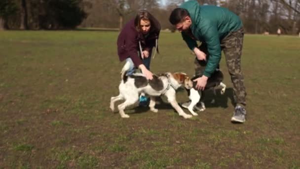 Jong stel, man en vrouw, een man en een meisje in het park voor een wandeling met hun honden. Huisdierenverzorging, hondenuitlaten, gelukkig familieweekend — Stockvideo