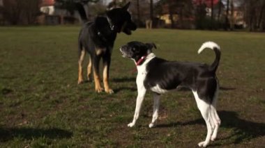 Saldırgan dişi köpek bir erkek köpeği kendinden uzaklaştırıyor, hırlıyor ve dişlerini sırıtıyor. Köpekler parkta yürüyor.