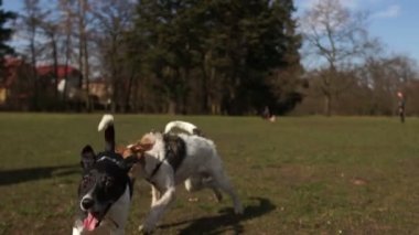 İki evcil köpek parkta çimlerin üzerinde birbirleriyle oynuyorlar. Evcil hayvanlar bahar parkında koşuyor, köpek gezdiriyor.