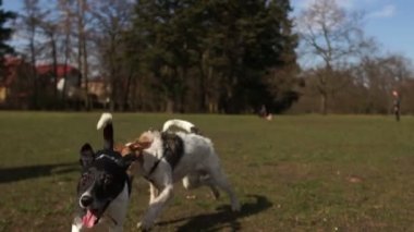 İki evcil köpek parkta çimlerin üzerinde birbirleriyle oynuyorlar. Evcil hayvanlar bahar parkında koşuyor, köpek gezdiriyor.