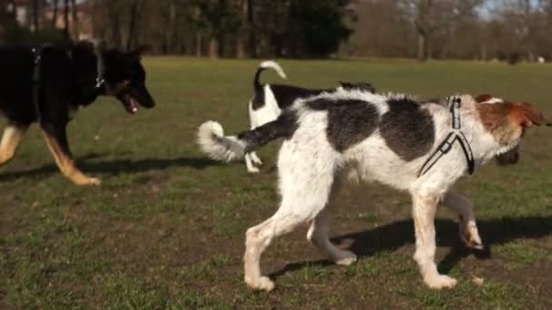 Psy spacerują z właścicielami w parku, zwierzęta domowe na spacer, psy zapoznają się w parku, miłośnicy psów komunikują się ze swoimi zwierzętami domowymi — Wideo stockowe
