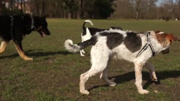 Köpekler sahipleriyle parkta yürür, evcil hayvanlar yürüyüşe çıkar, evcil köpekler parkta tanışır, köpek severler evcil hayvanlarıyla iletişim kurar. — Stok video