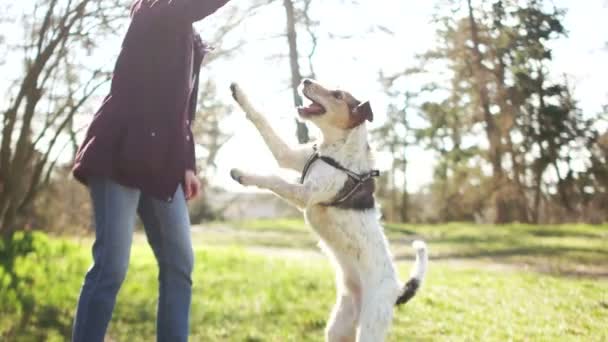 Gastgeberin geht mit ihrem Hund im Frühlingspark spazieren. Führen Sie den Hund während der Quarantäne aus. Der Hund springt nach einem Stock — Stockvideo