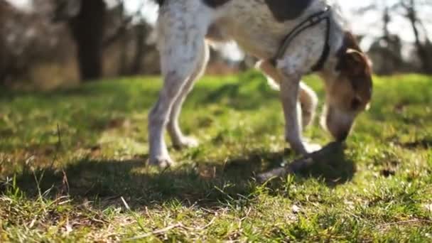 迷人的红狗咬着棍子.年轻的公狗在公园里散步.宠物狗护理 — 图库视频影像