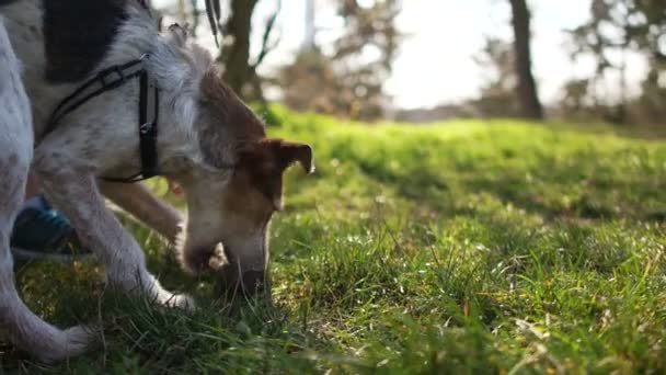 테리어의 귀여운 강아지가 걷다가 막대기를 갉아먹고 있습니다. 초상화닫기. 개와 정부가 공원을 걷고 있어 — 비디오