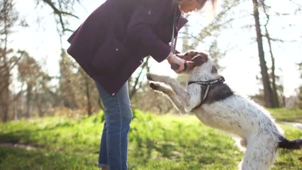 Genç bir kadın bir bahar parkında köpeğiyle oynuyor. Köpek yürüyüşü, mutlu hafta sonları, evcil hayvanlara bakmak. — Stok video