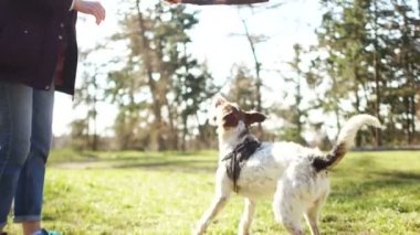 Evcil hayvanlara bakmak, koronovirüs sırasında köpekle yürümek. Genç bir kadın bir bahar parkında köpeğiyle yürüyor.