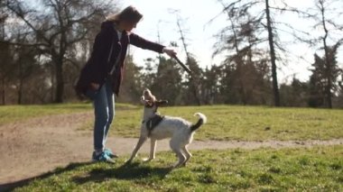 Güzel genç kız parkta yürüyüş yaparken posta köpeğiyle sopayla oynuyor. Karantina sırasında köpek gezdirme, hayvan bakımı, köpek gezdirme