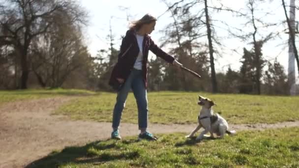 La joven y su adorable cachorro de terrier están jugando con un palo. Cuidado de mascotas. Paseo del perro en el parque durante la cuarentena — Vídeo de stock