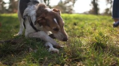 Genç erkek köpek parkta yürüyüşe çıktı. Hayvan Bakımı. Çekici kırmızı köpek çubuğu kemiriyor
