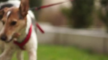 Teriyer tasmalı bir sopa sürüyor. Genç erkek köpek parkta yürüyüşe çıktı. Hayvan Bakımı. Çekici kırmızı köpek çubuğu kemiriyor
