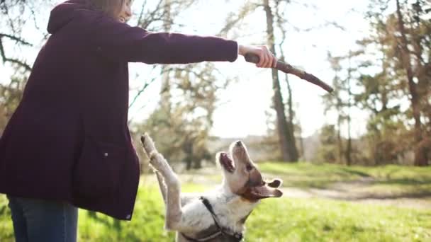 Kísérd ki a kutyát a karantén alatt. Egy nő sétál a kutyájával a parkban. Kutyaséta, boldog hétvégét — Stock videók