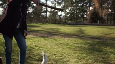 Karantina sırasında köpek parkta yürür. Genç bir kadın ve onun sevimli köpek yavrusu bir sopayla oynuyorlar. Hayvan Bakımı
