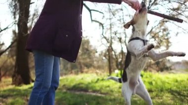 Genç köpek çubuğu dişleriyle ısırır. Garson ve köpeği parkta yürüyorlar. Köpek karantina yürüyüşü