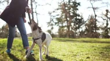 Terrier, parkta metresiyle oynuyor. Bir köpek sopayı ısırır, atlar, yavru bir teriyer ve metresi.