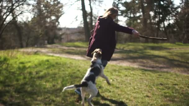 Sällskapsdjur. Hundpromenad i parken under karantänen. En ung kvinna och hennes underbara valp till terrier leker med en käpp — Stockvideo